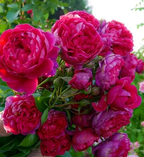 with heart and soul Rose plant丨Flower Gardens