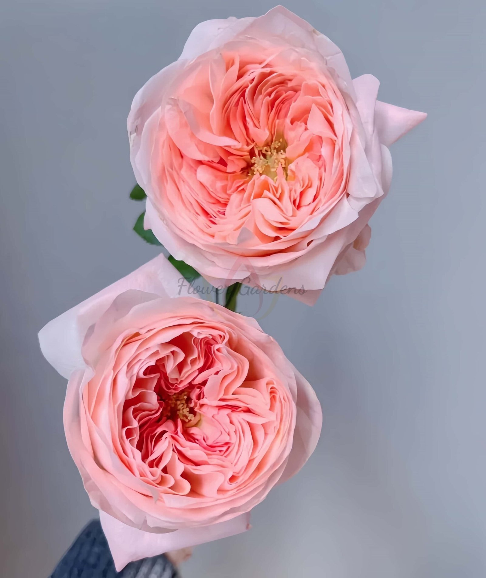 Airrina Rose for sale丨Flower Gardens