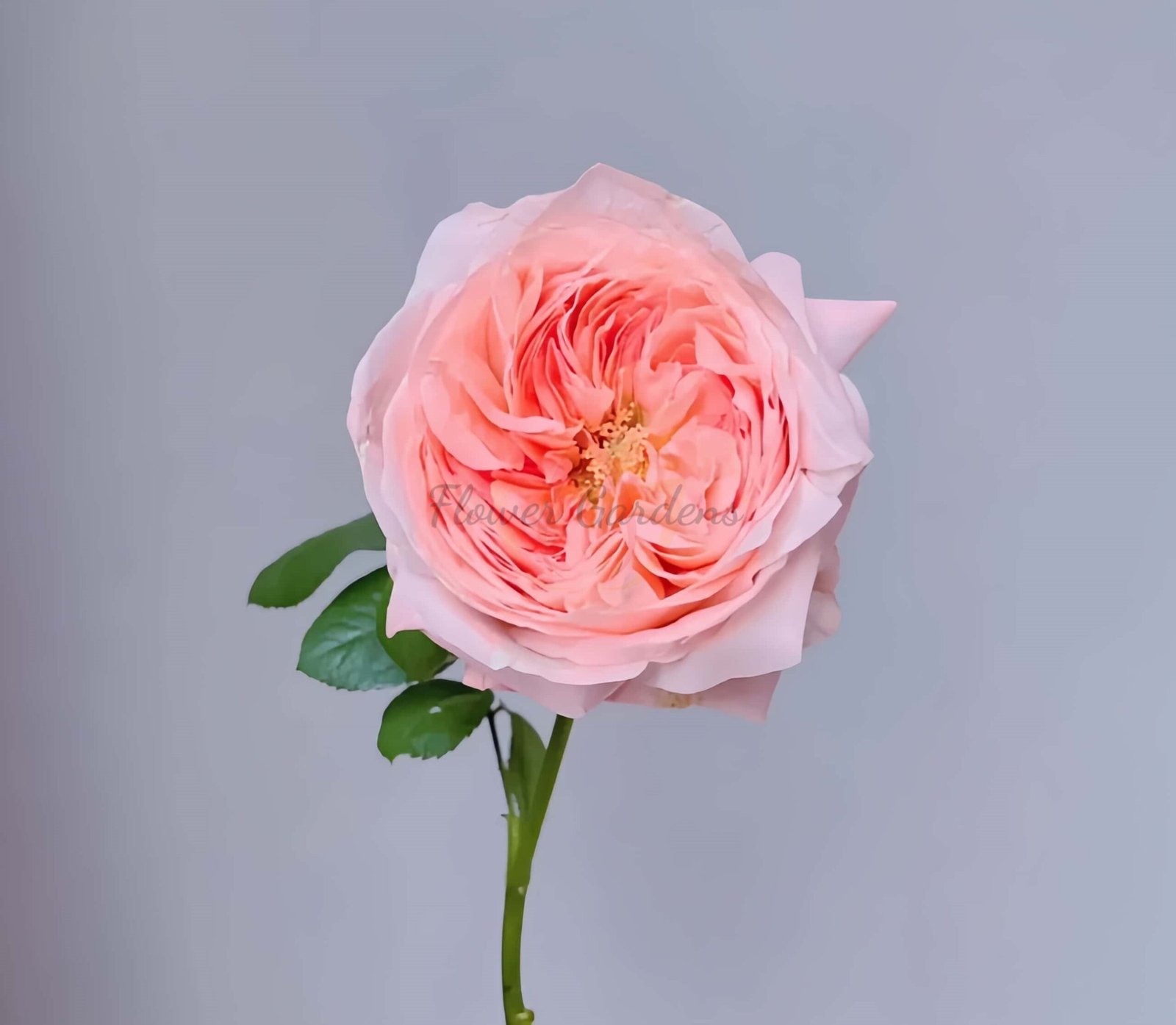 Airrina Rose丨Flower Gardens