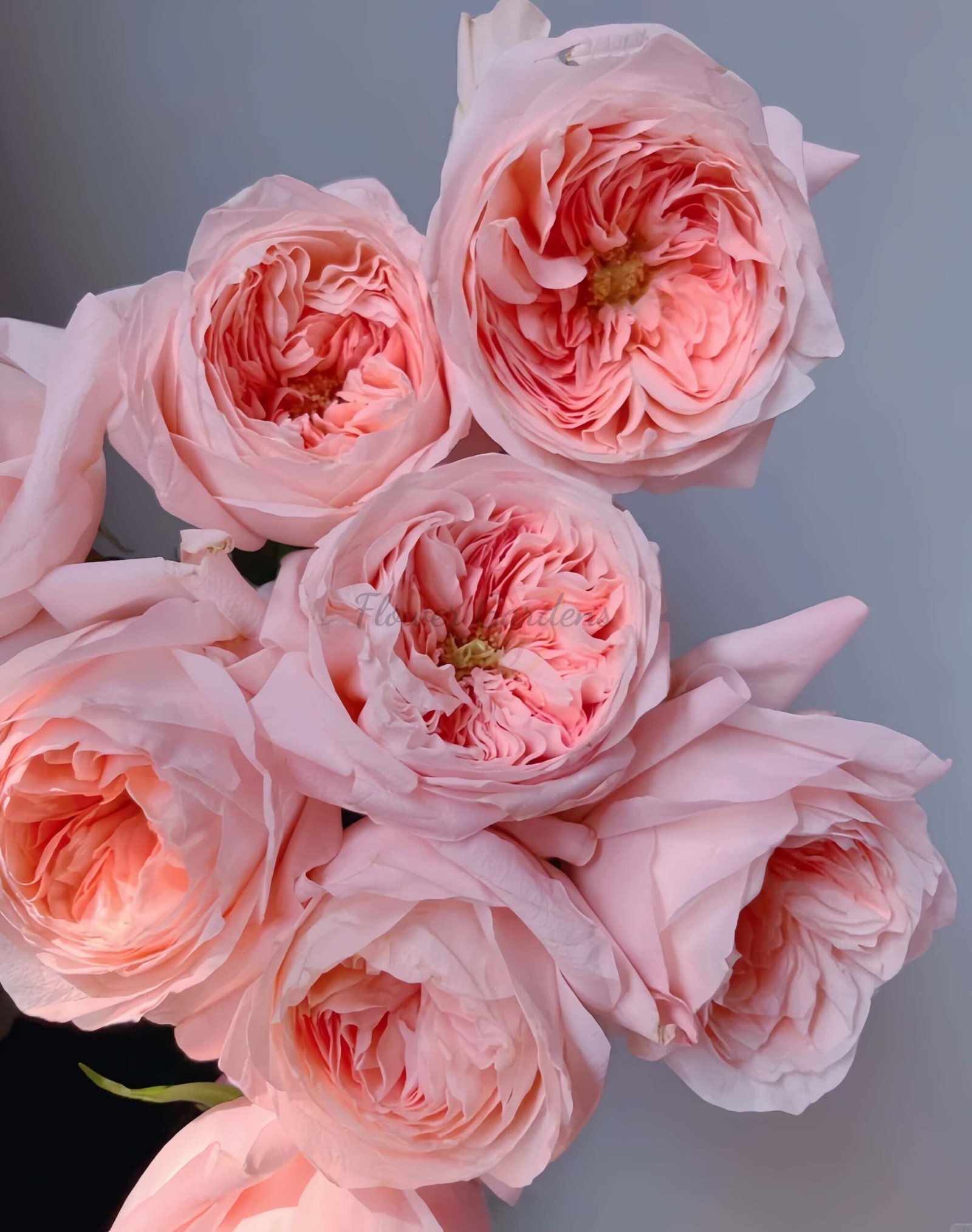 Airrina Rose plant丨Flower Gardens