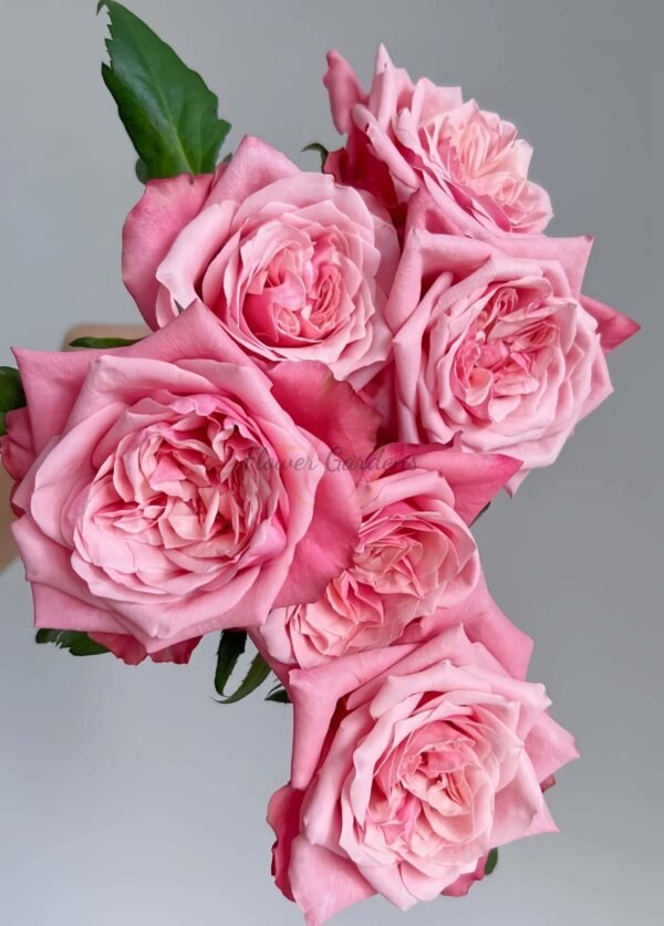 Alter Ego Rose丨Flower Gardens