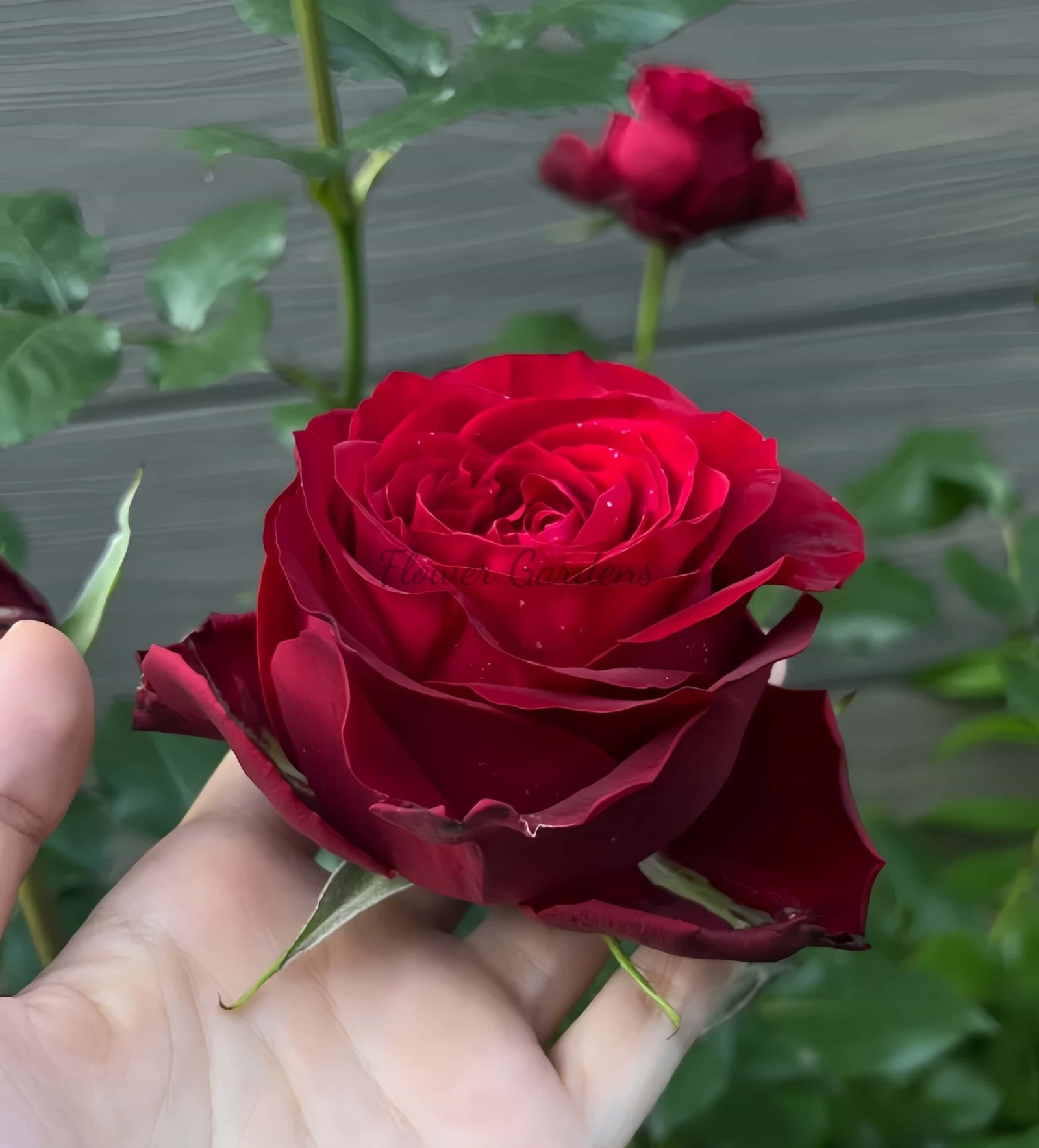 Amada+ Rose plant丨Flower Gardens