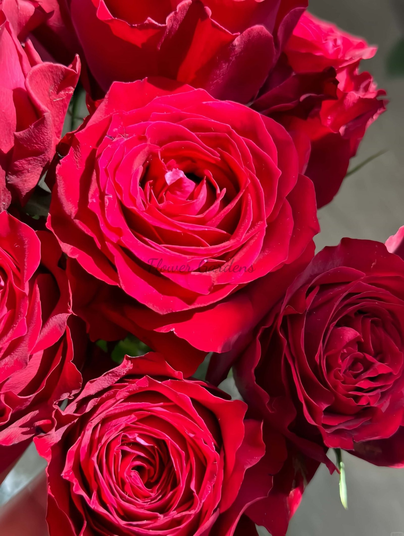 Amada+ Rose丨Flower Gardens