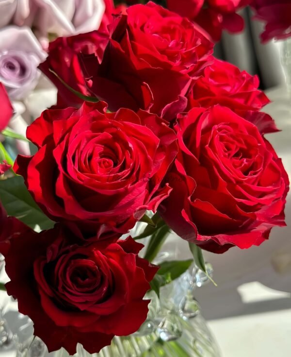 Amada+ Rose丨Flower Gardens