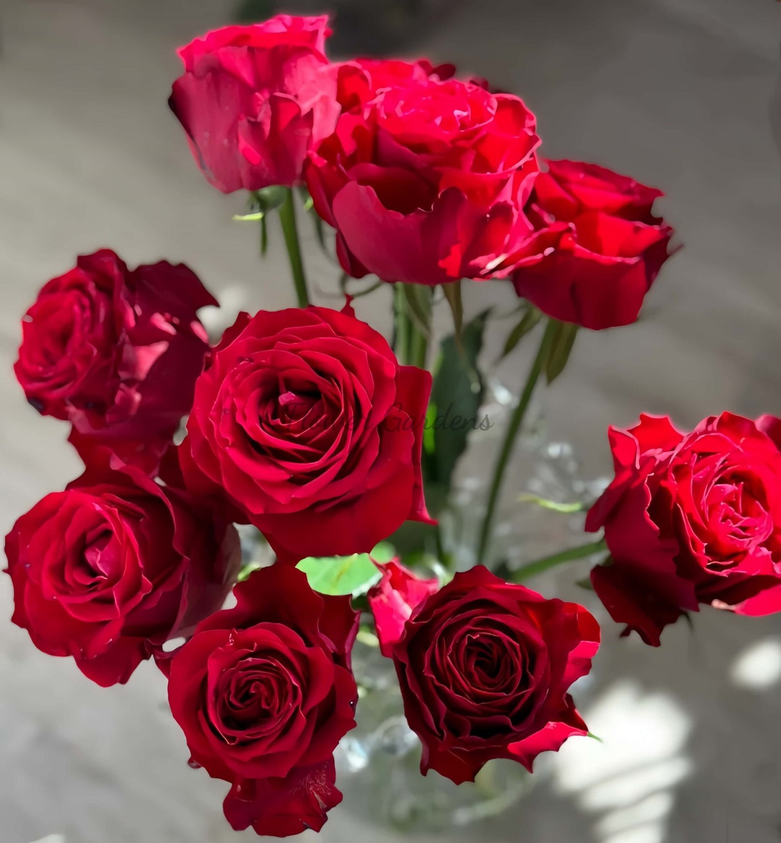 Amada+ Rose for sale丨Flower Gardens