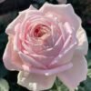 Amazing Grace Rose for sale丨Flower Gardens