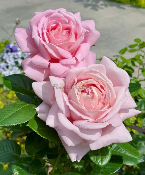 Amazing Grace Rose丨Flower Gardens