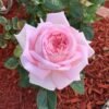 Amazing Grace Rose plant丨Flower Gardens