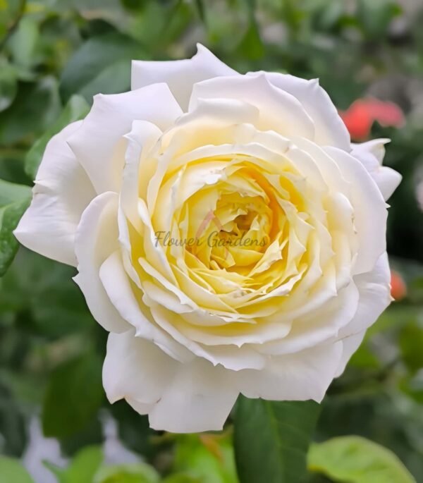 Amnesty International Rose for sale丨Flower Gardens