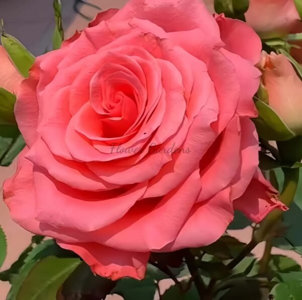 Amsterdam Rose Plant|阿姆斯特丹