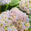 Ariso Hydrangea 丨Flower Gardens
