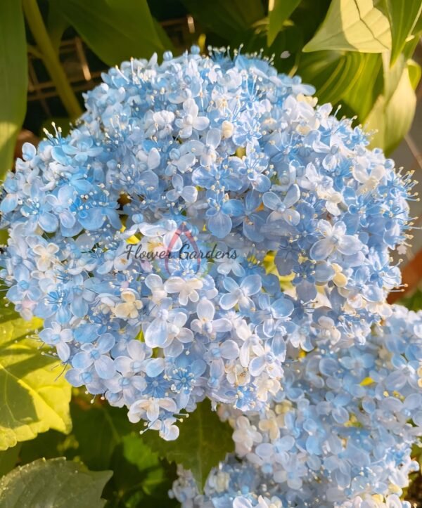 Ariso Hydrangea Plant丨Flower Gardens