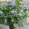 Ariso Hydrangea for sale丨Flower Gardens