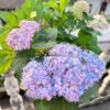 Arimatsu Hydrangea 丨Flower Gardens
