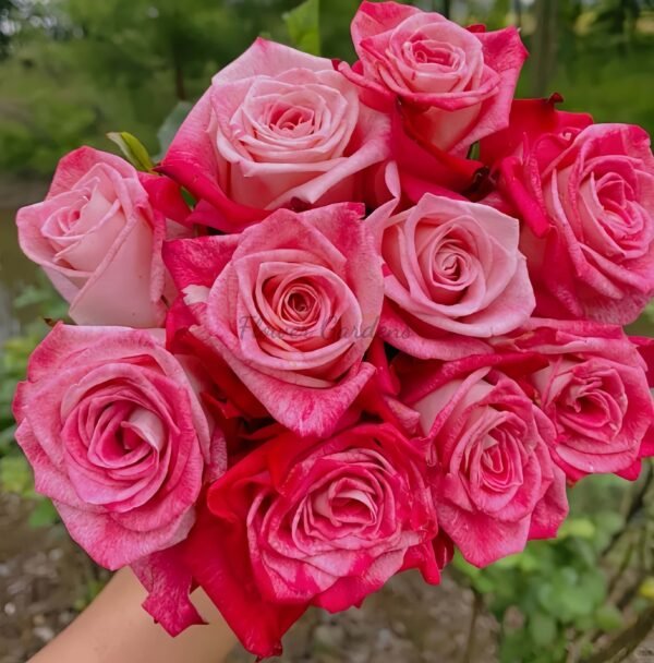 Ascending Rose丨Flower Gardens