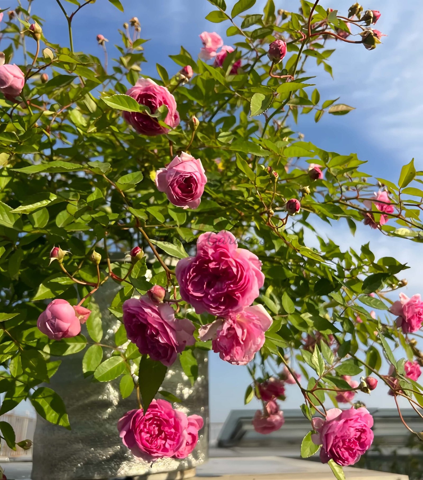 Aunt Margy's Rose丨Flower Gardens
