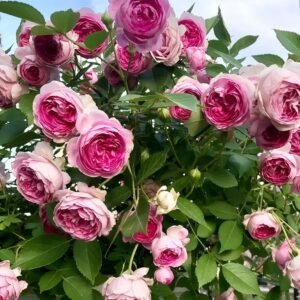 Aunt Margy's Rose for sale丨Flower Gardens