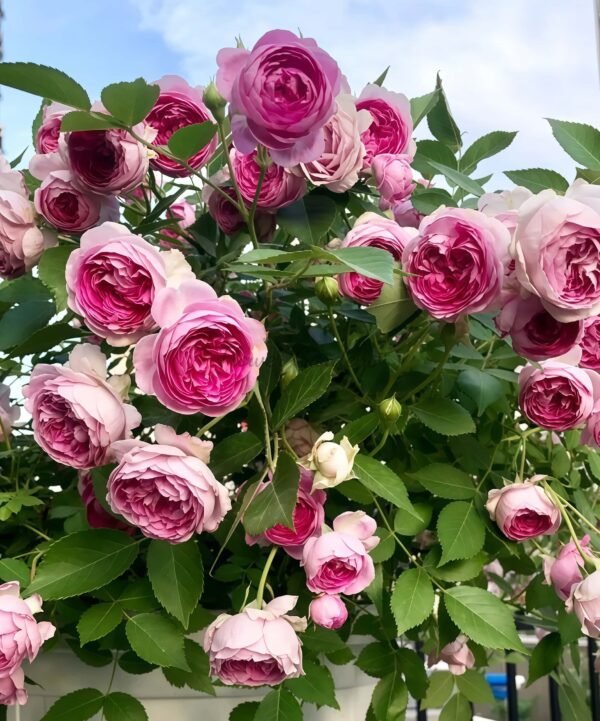 Aunt Margy's Rose for sale丨Flower Gardens