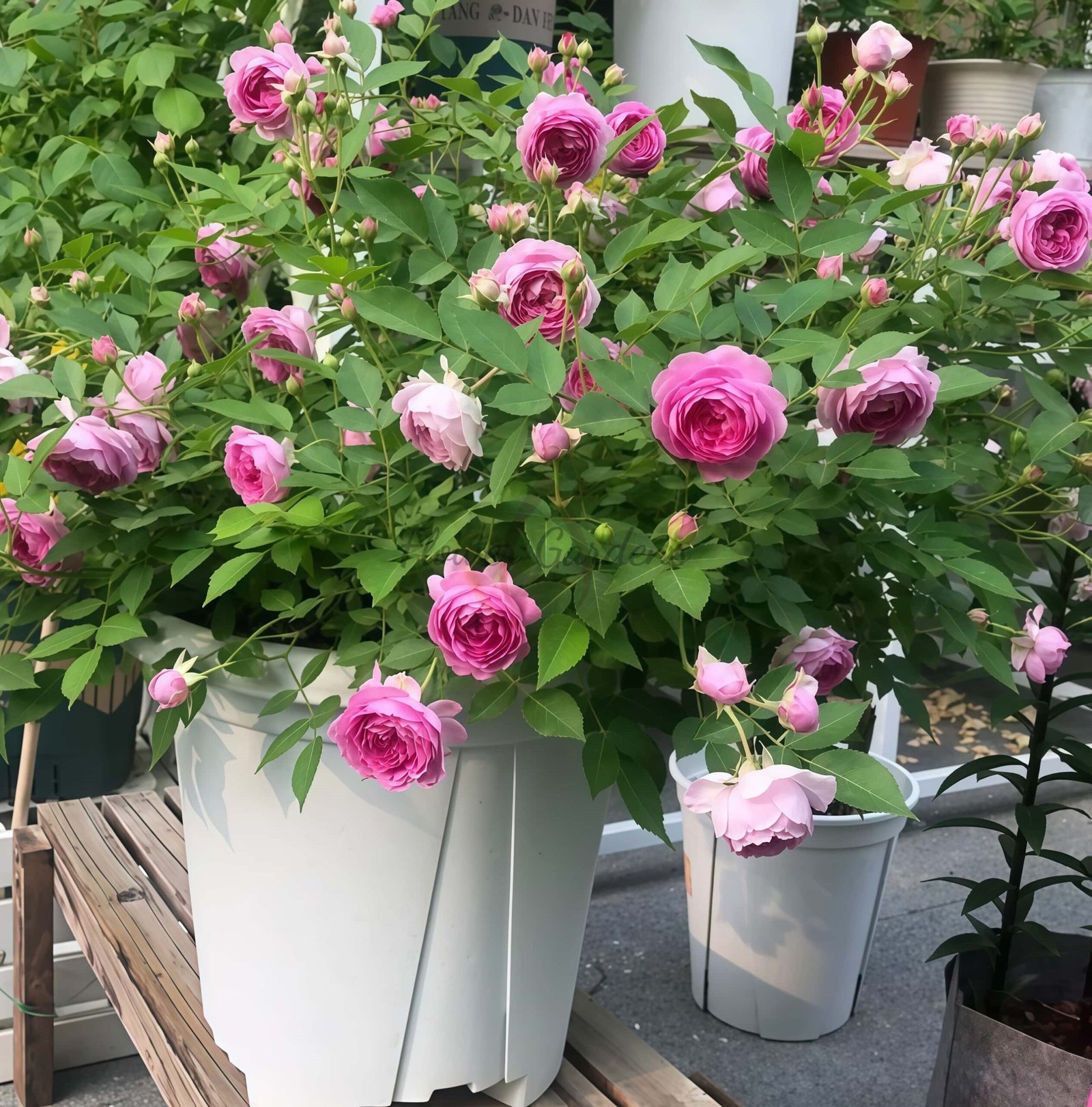 Aunt Margy's Rose丨Flower Gardens