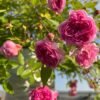 Aunt Margy's Rose plant丨Flower Gardens