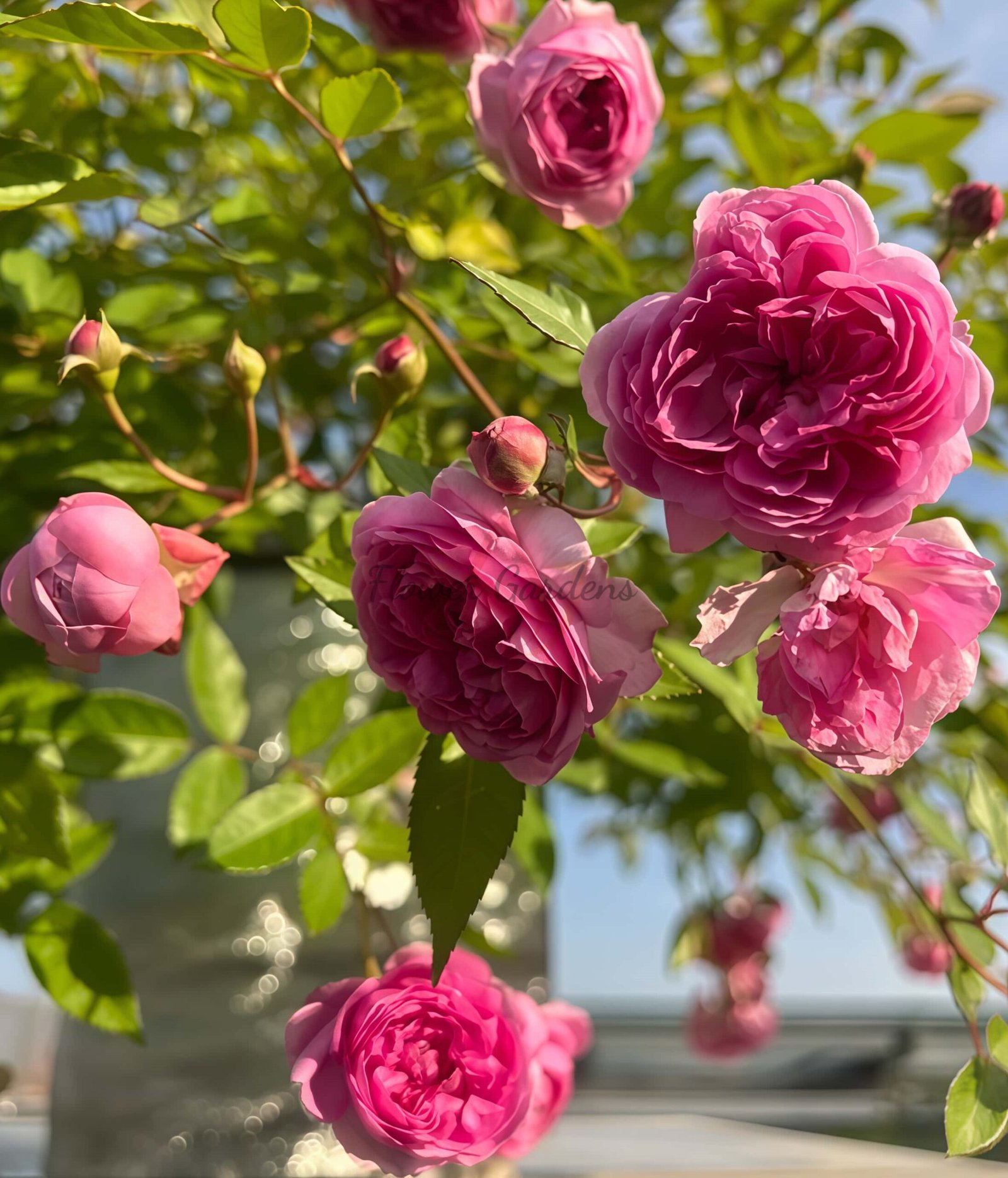 Aunt Margy's Rose plant丨Flower Gardens