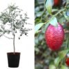 Australian Blood Lime Finger Tree for sale丨Flower Gardens