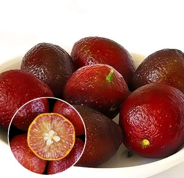 Australian Blood Lime Finger Tree Plant丨Flower Gardens