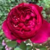 Autumn Rouge Rose for sale丨Flower Gardens