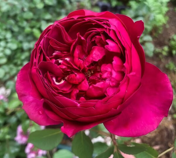 Autumn Rouge Rose for sale丨Flower Gardens