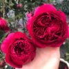 Autumn Rouge Rose plant丨Flower Gardens