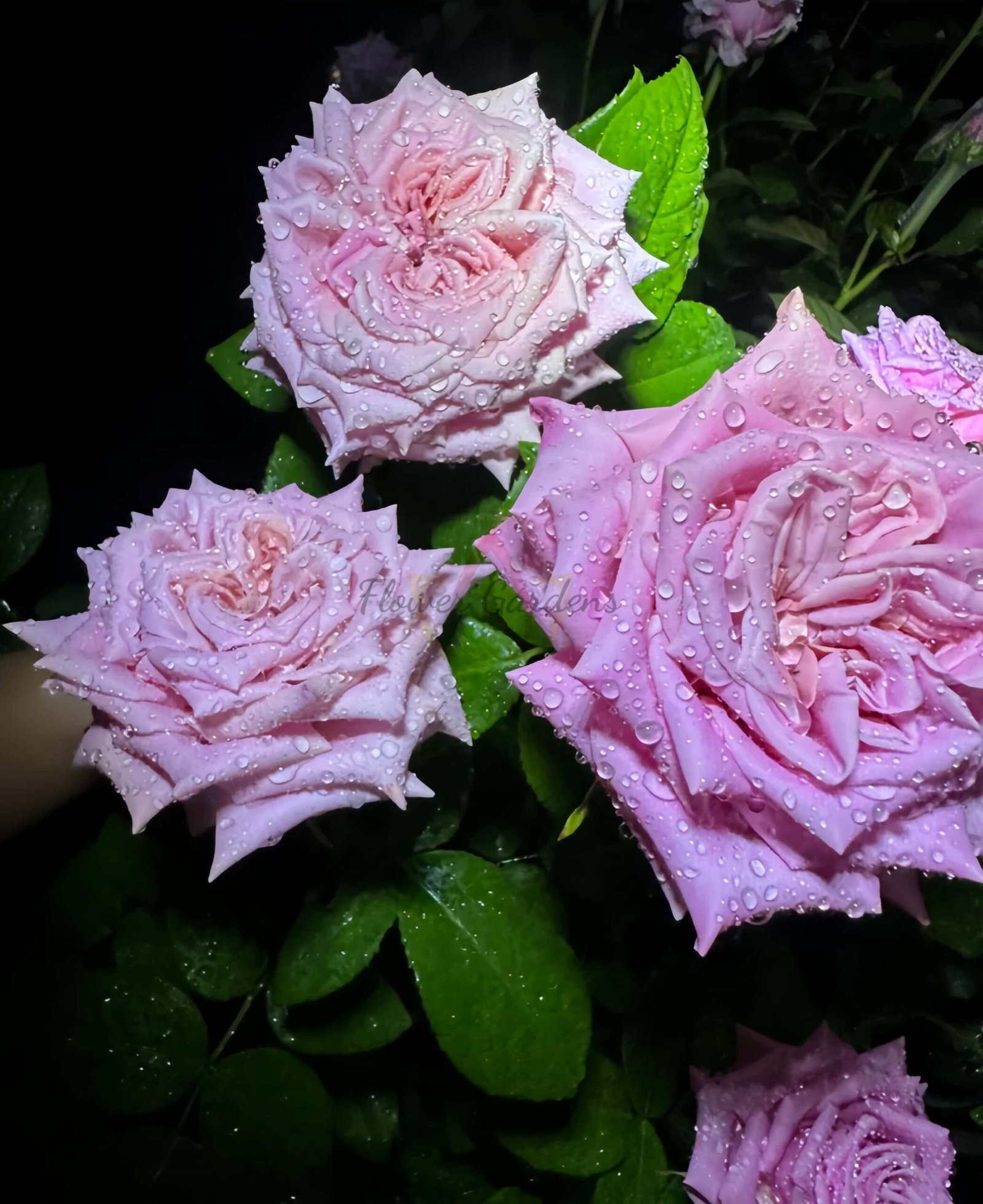 Babaloo Rose丨Flower Gardens