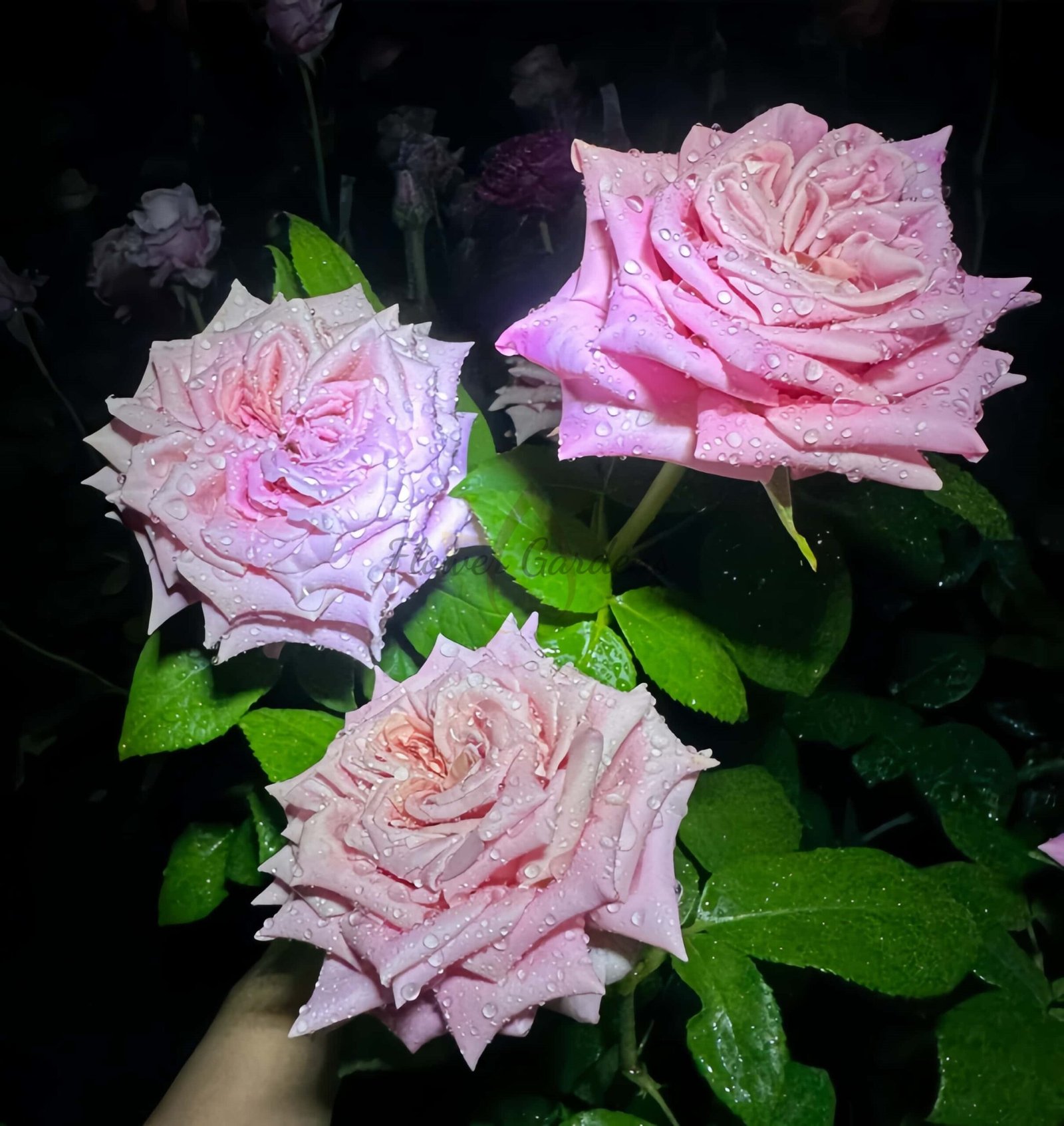 Babaloo Rose for sale丨Flower Gardens