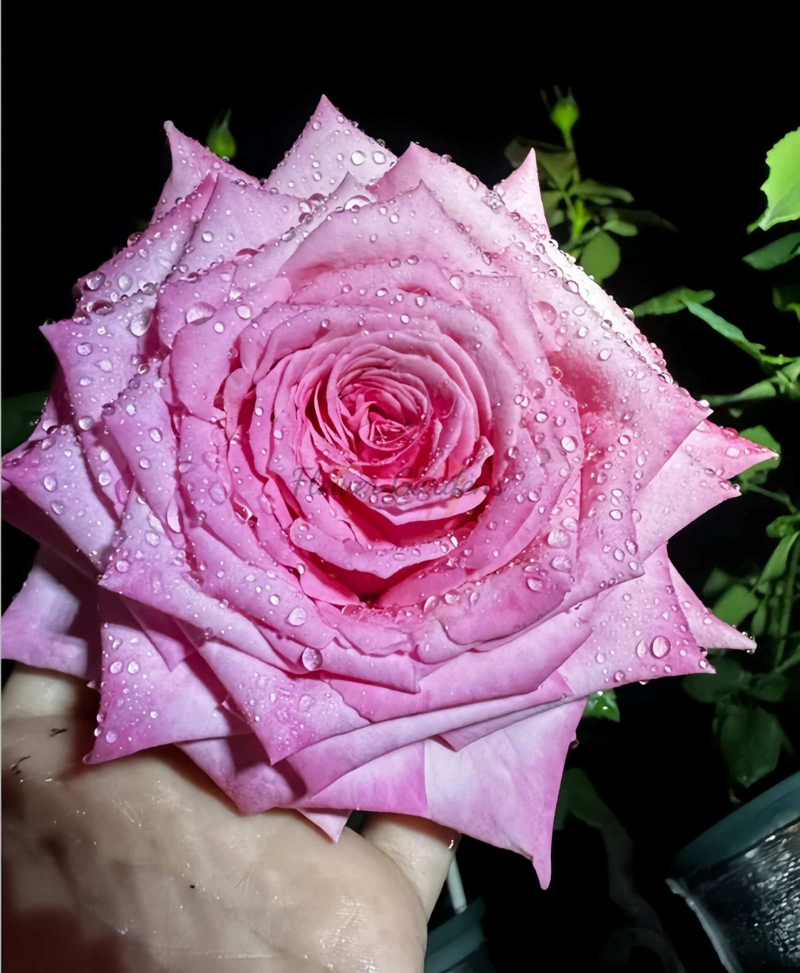 Babaloo Rose丨Flower Gardens