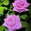 Babaloo Rose plant丨Flower Gardens
