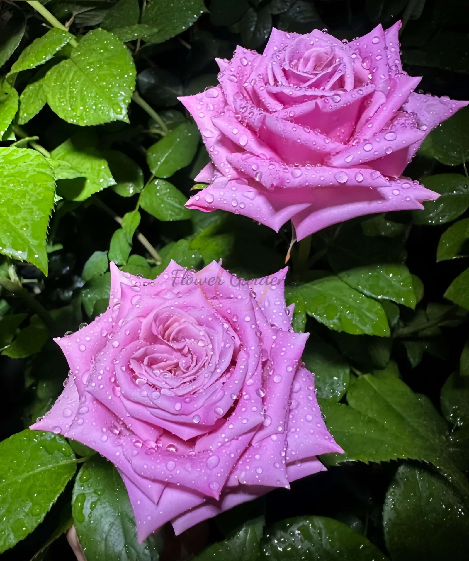 Babaloo Rose plant丨Flower Gardens