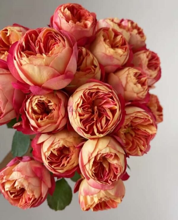 Baby Romantica Cl Rose for sale丨Flower Gardens