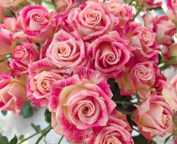 Bala Rose 丨Flower Gardens