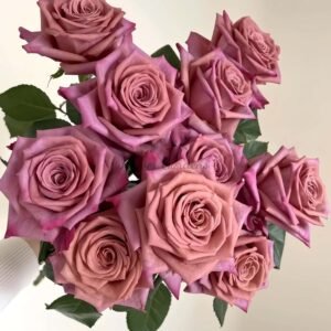 Barista Rose plant丨Flower Gardens