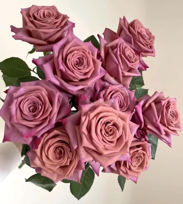 Barista Rose plant丨Flower Gardens