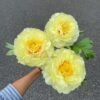 Bartzella Peony for sale 丨Flower Gardens