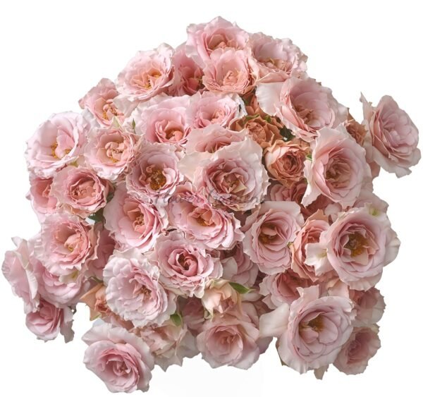 Be loving Rose plant丨Flower Gardens