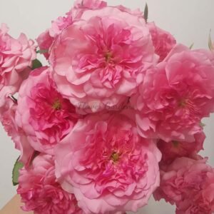 Bella Linda Cruella Rose丨Flower Gardens