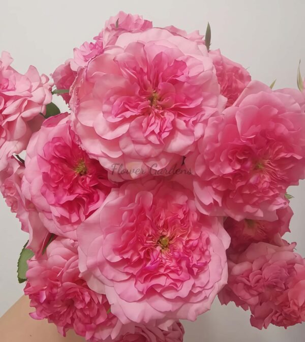 Bella Linda Cruella Rose丨Flower Gardens