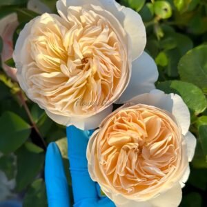 Bessi Rose丨Flower Gardens