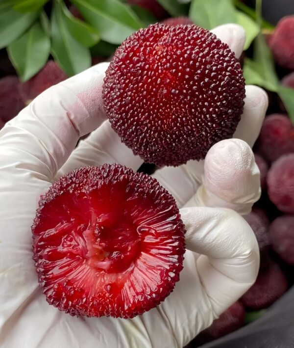 Biqi Waxberry Tree Plant丨Flower Gardens