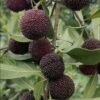 Black Gaofeng2 Black Gaofeng Waxberry Tree for sale丨Flower Gardens