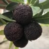 Black Gaofeng3 Black Gaofeng Waxberry Tree Plant丨Flower Gardens