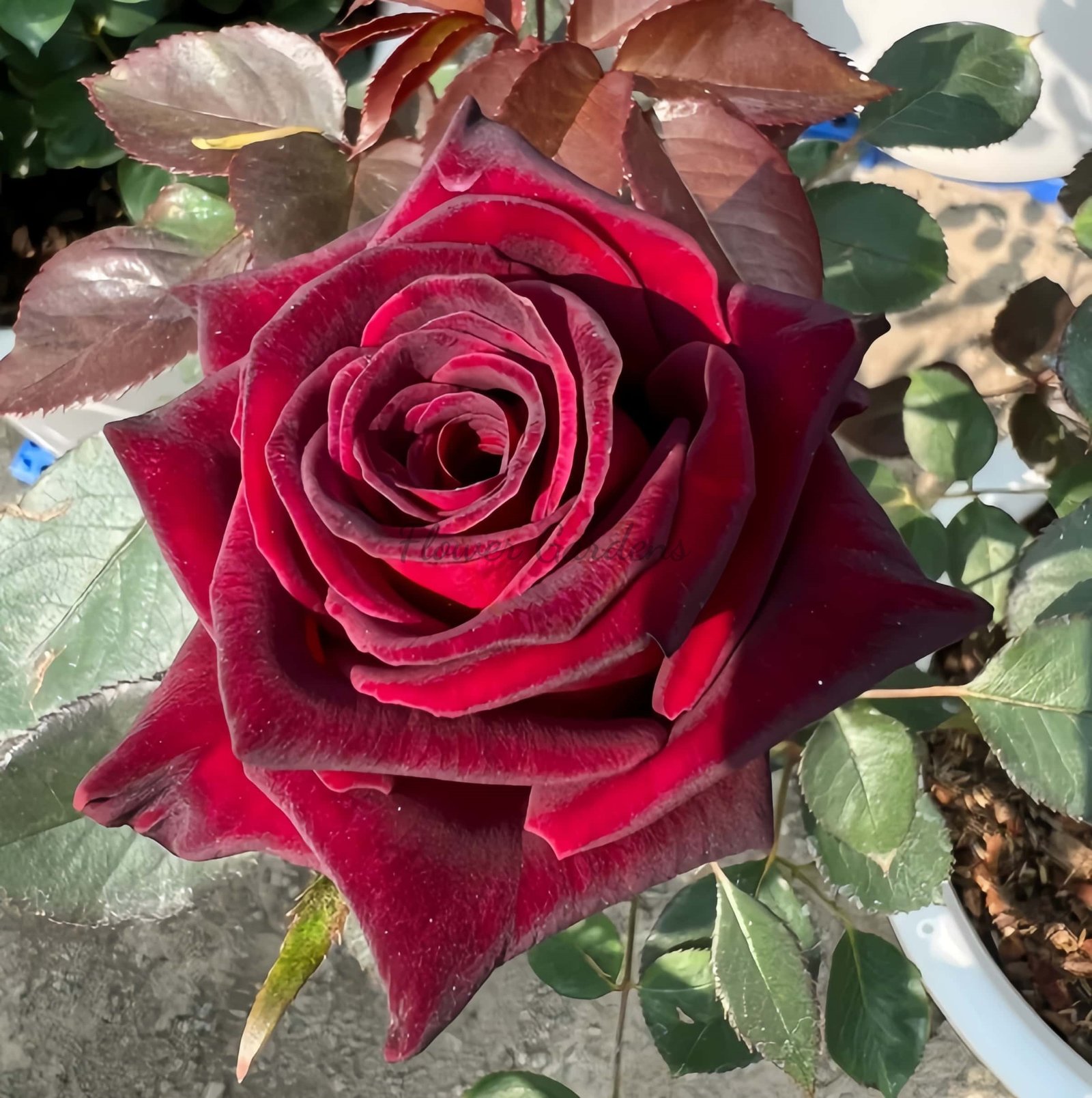 Black Perfumella Rose丨Flower Gardens