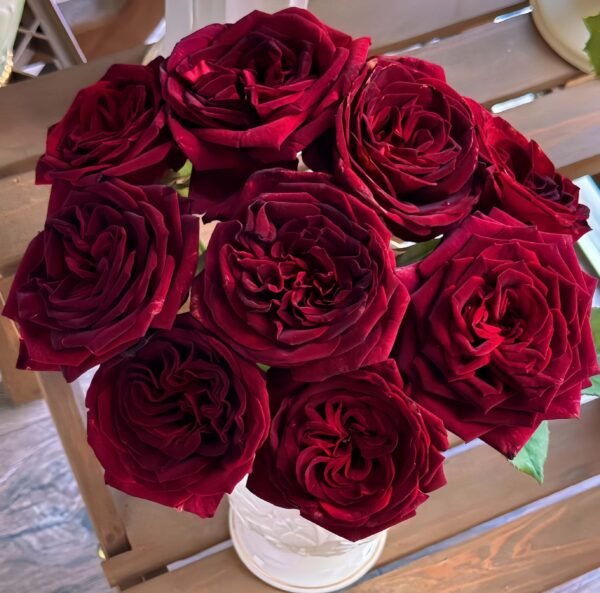 Black Perfumella Rose plant丨Flower Gardens