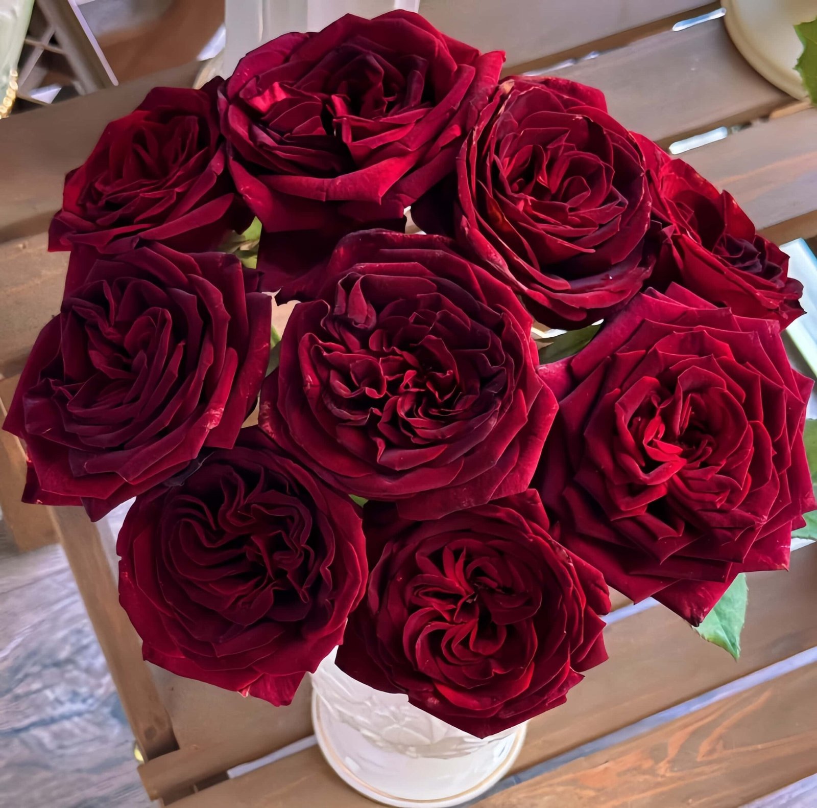 Black Perfumella Rose plant丨Flower Gardens